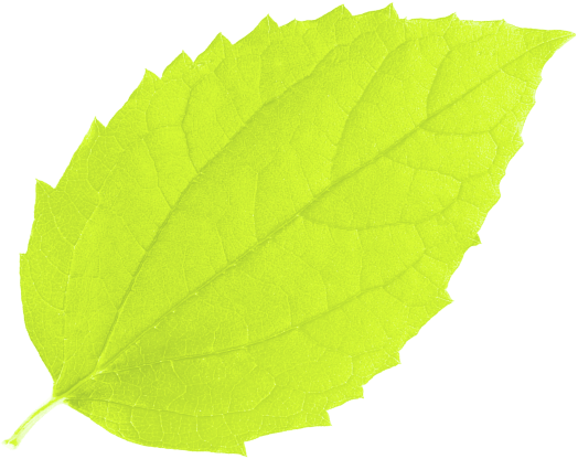 Bright green leaf